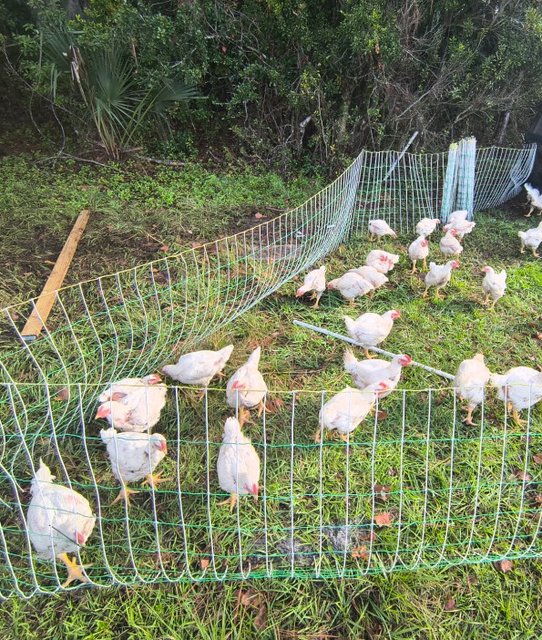 Photo from Freedom Range Farms, LLC